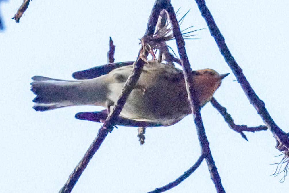 Blackburnian Warbler - ML650443182