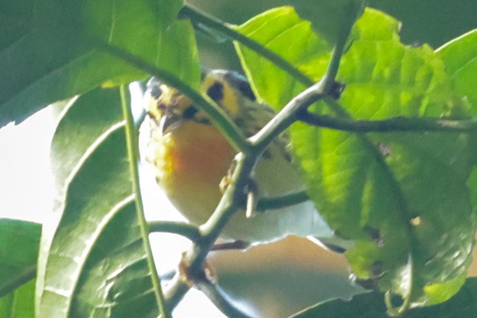 Blackburnian Warbler - ML650443183