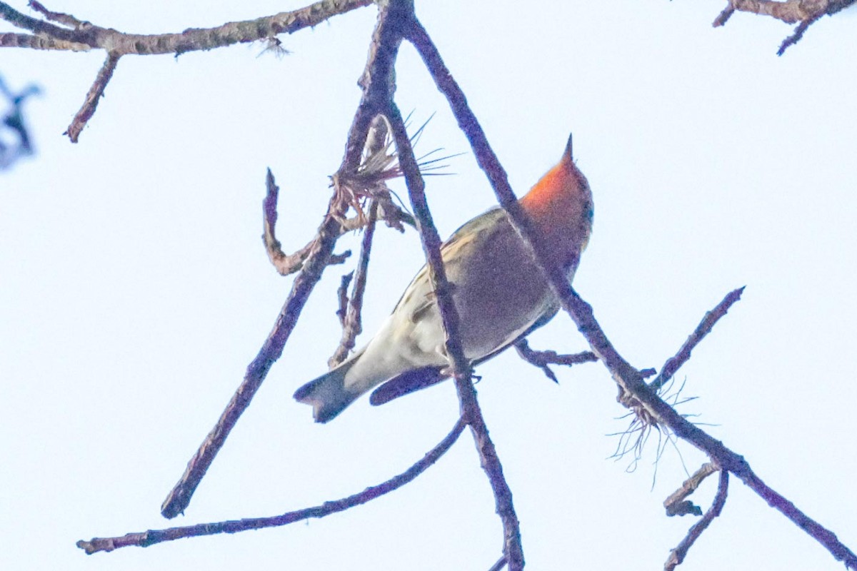 Blackburnian Warbler - ML650443184