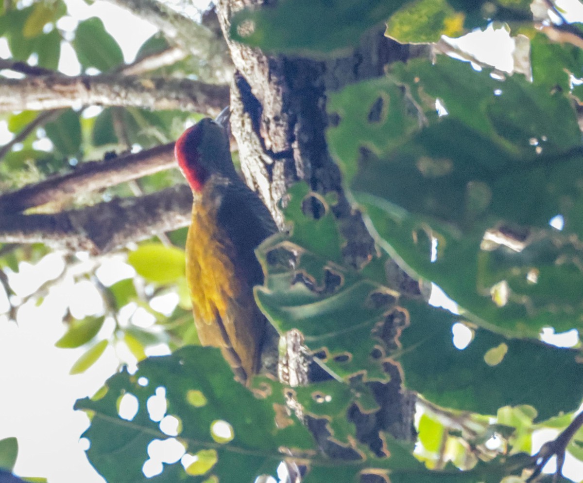 Golden-olive Woodpecker - ML650443226