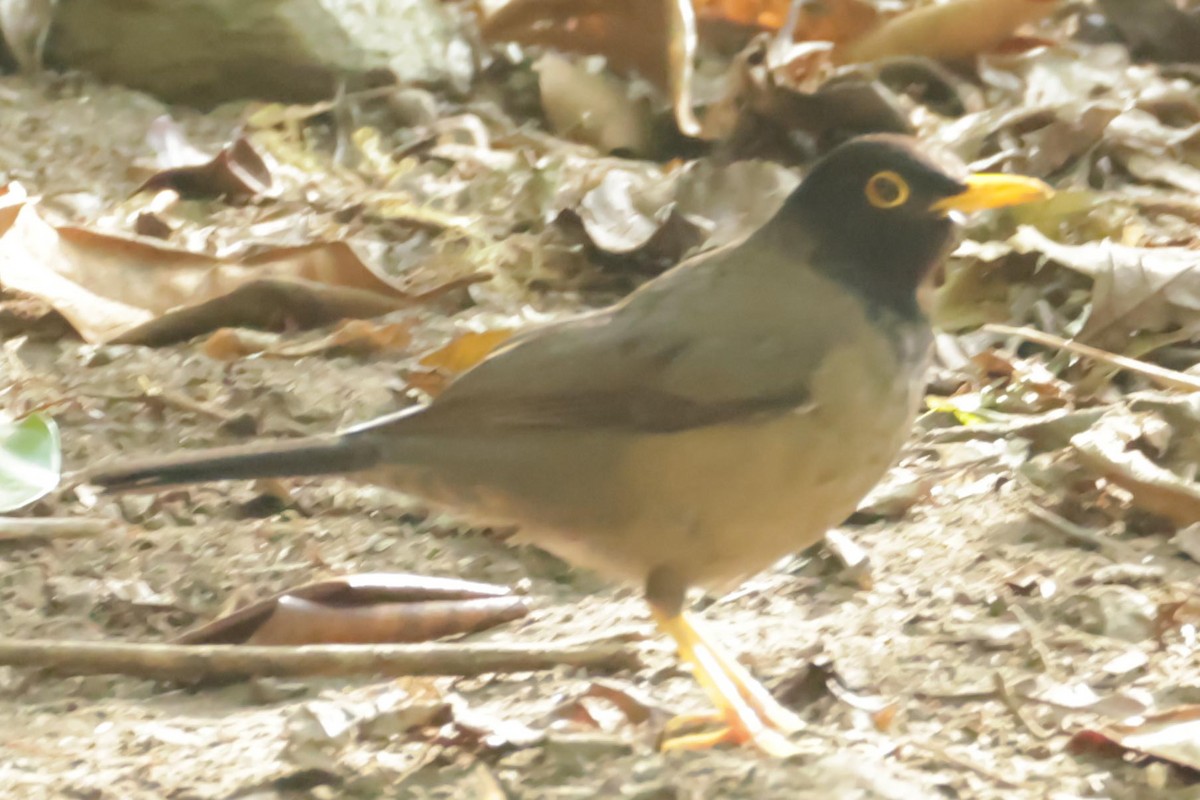 Black-hooded Thrush - ML650443269