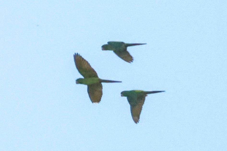 Scarlet-fronted Parakeet - ML650443321