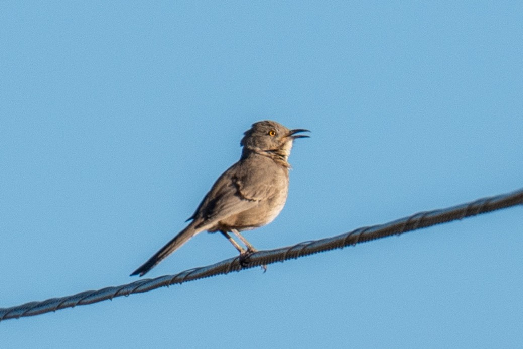 Bendire's Thrasher - ML650443341