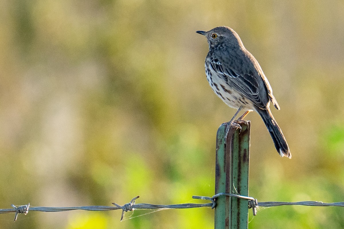 Sage Thrasher - ML650443347