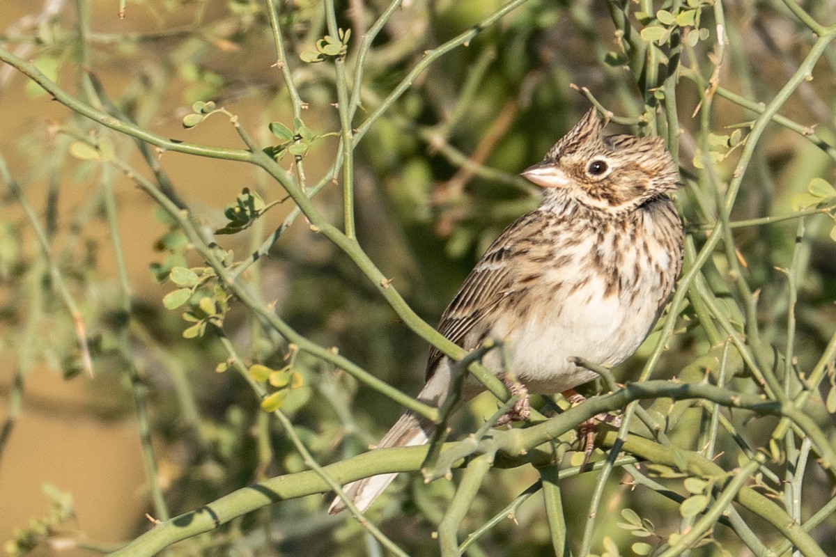 Vesper Sparrow - ML650443364