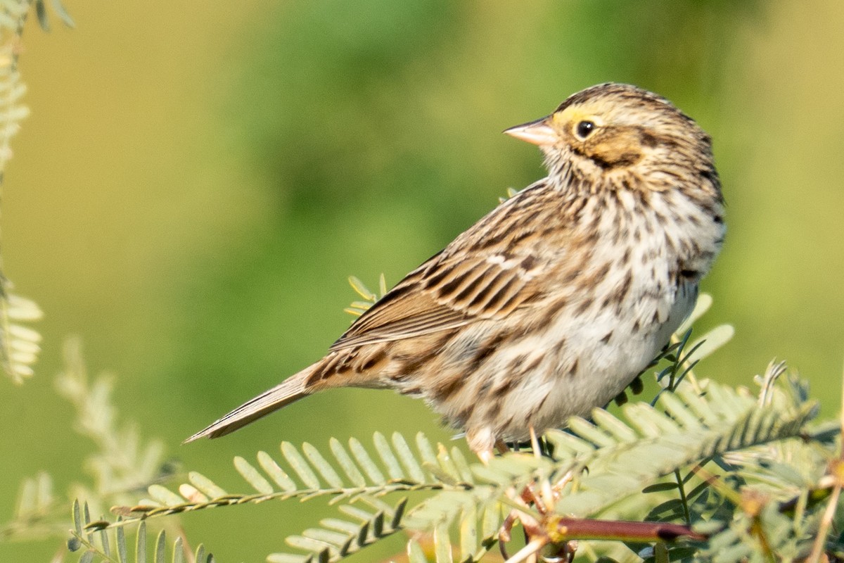 Savannah Sparrow - ML650443371