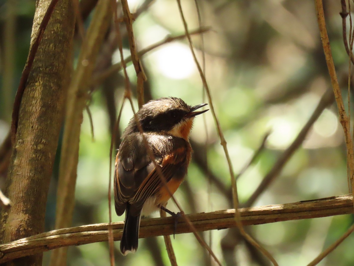 Cape Batis - ML650443528
