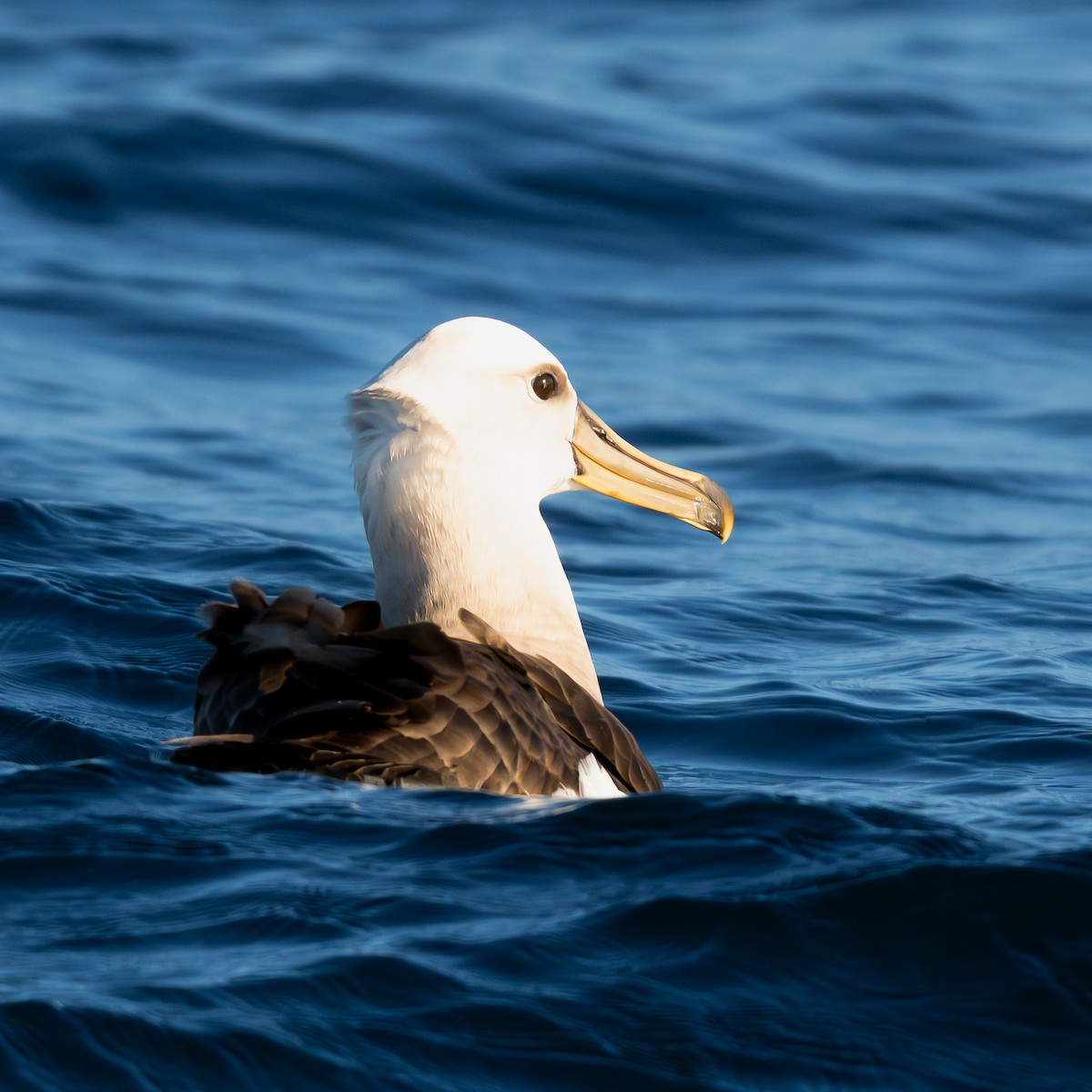 Buller's Albatross - ML650443556
