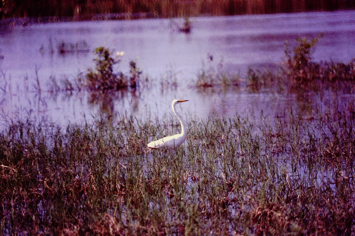 Цасч дэглий - ML650443749