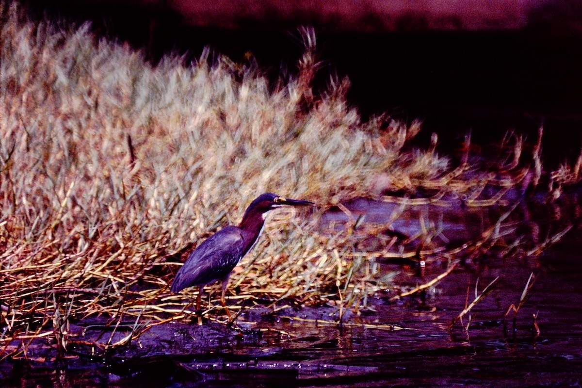 Green Heron - ML650443818