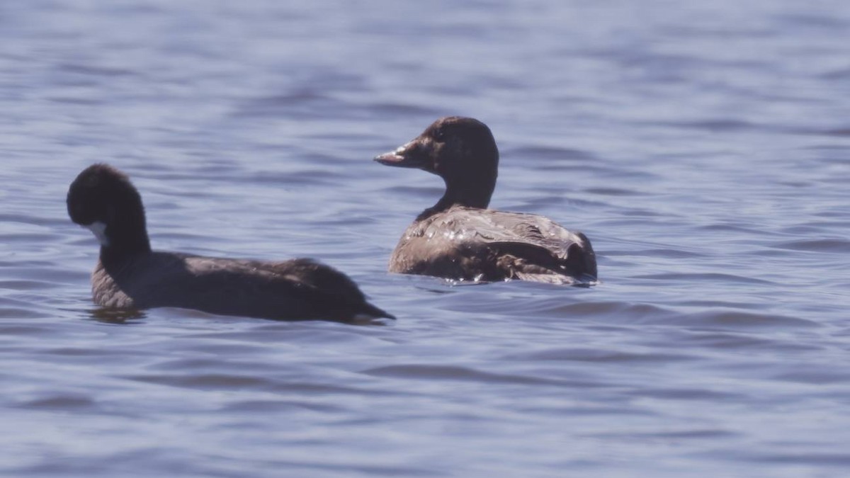 White-winged Scoter - ML650443820