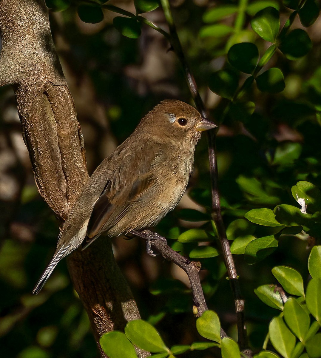 Azulillo Índigo - ML650443906