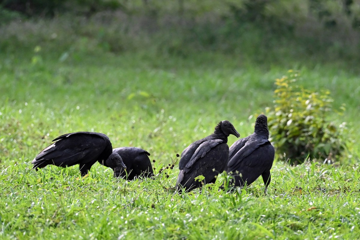 Чёрная катарта - ML650444003