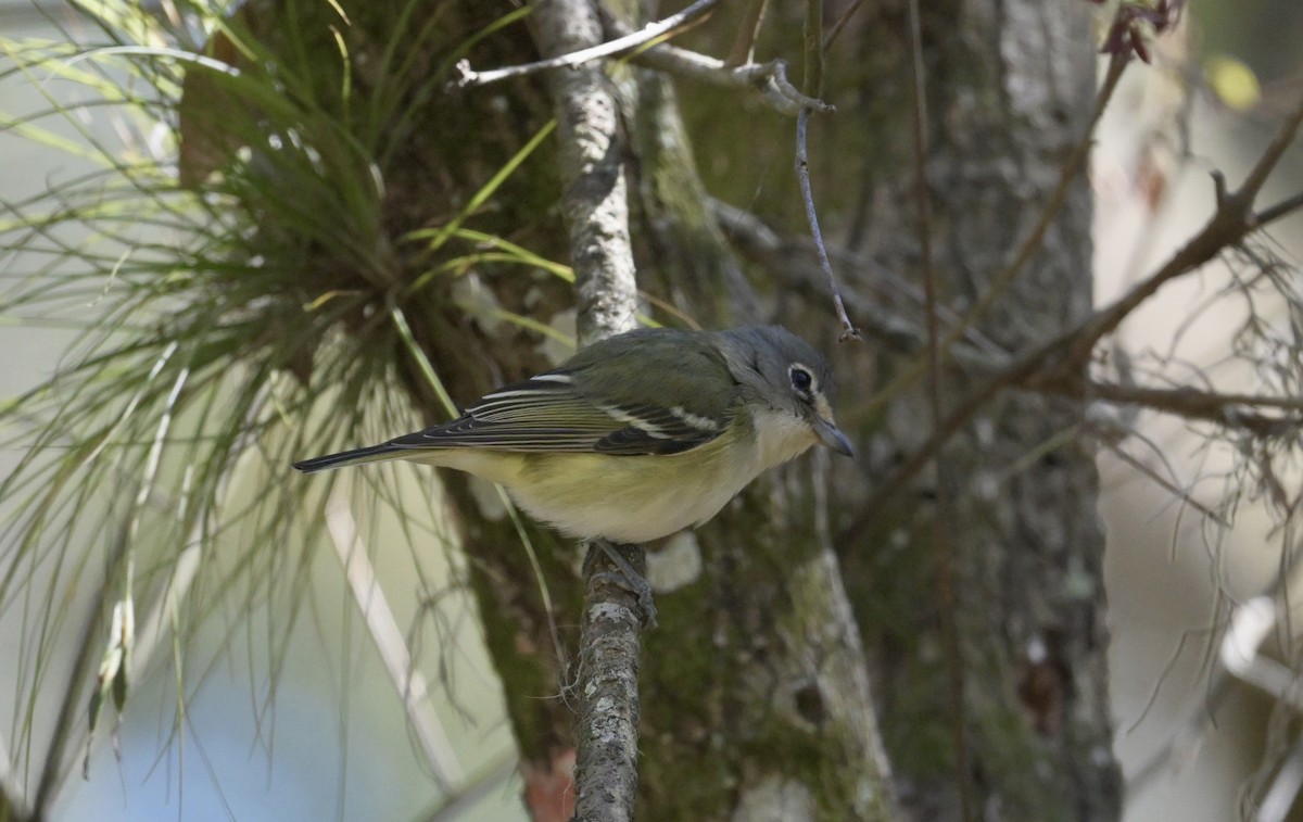 Blue-headed Vireo - ML650444113