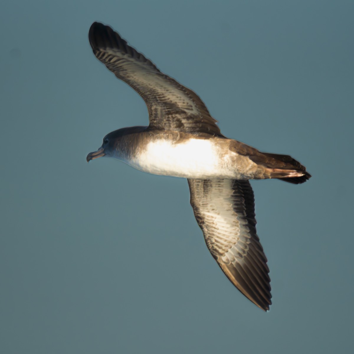 Pink-footed Shearwater - ML650444188
