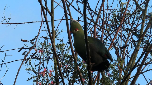 Knysna Turaco - ML650444245