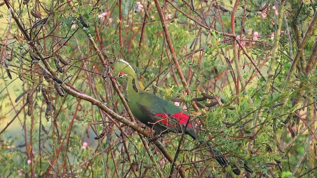 Knysna Turaco - ML650444246