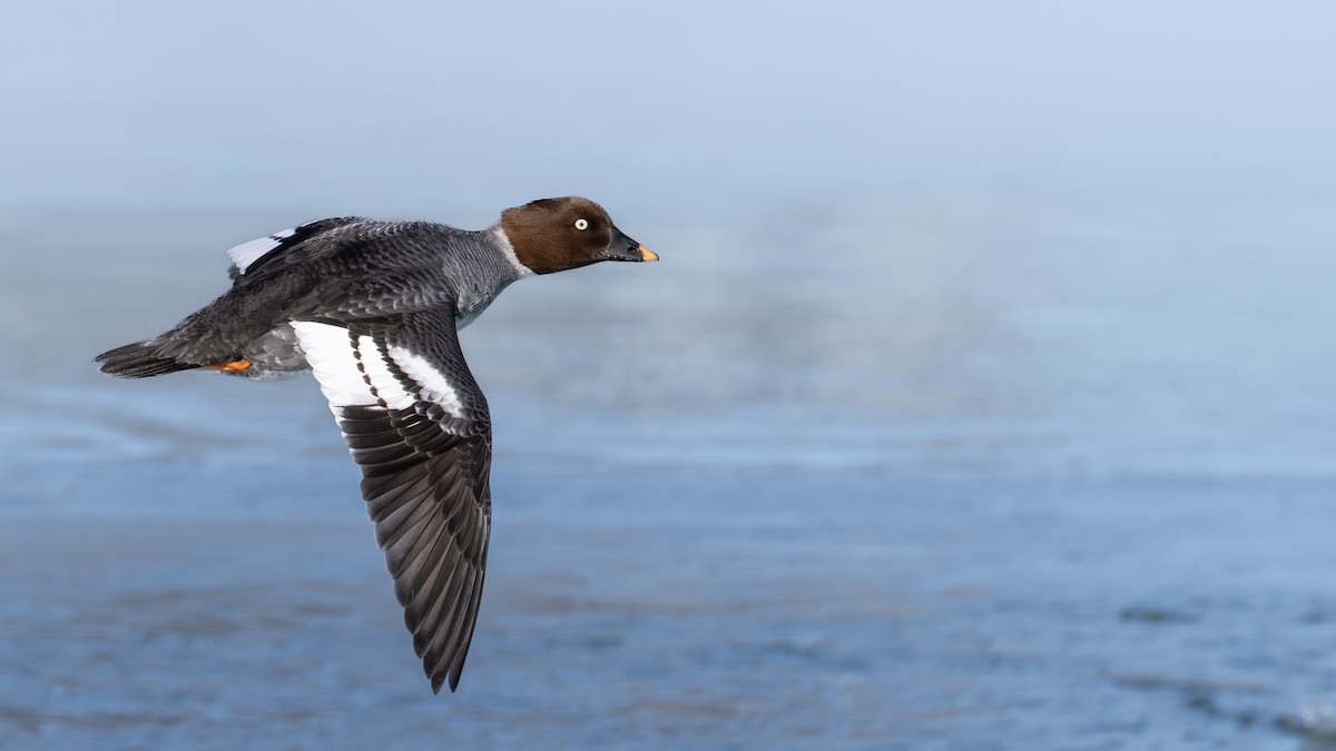 עבראש ירוק - ML650444519