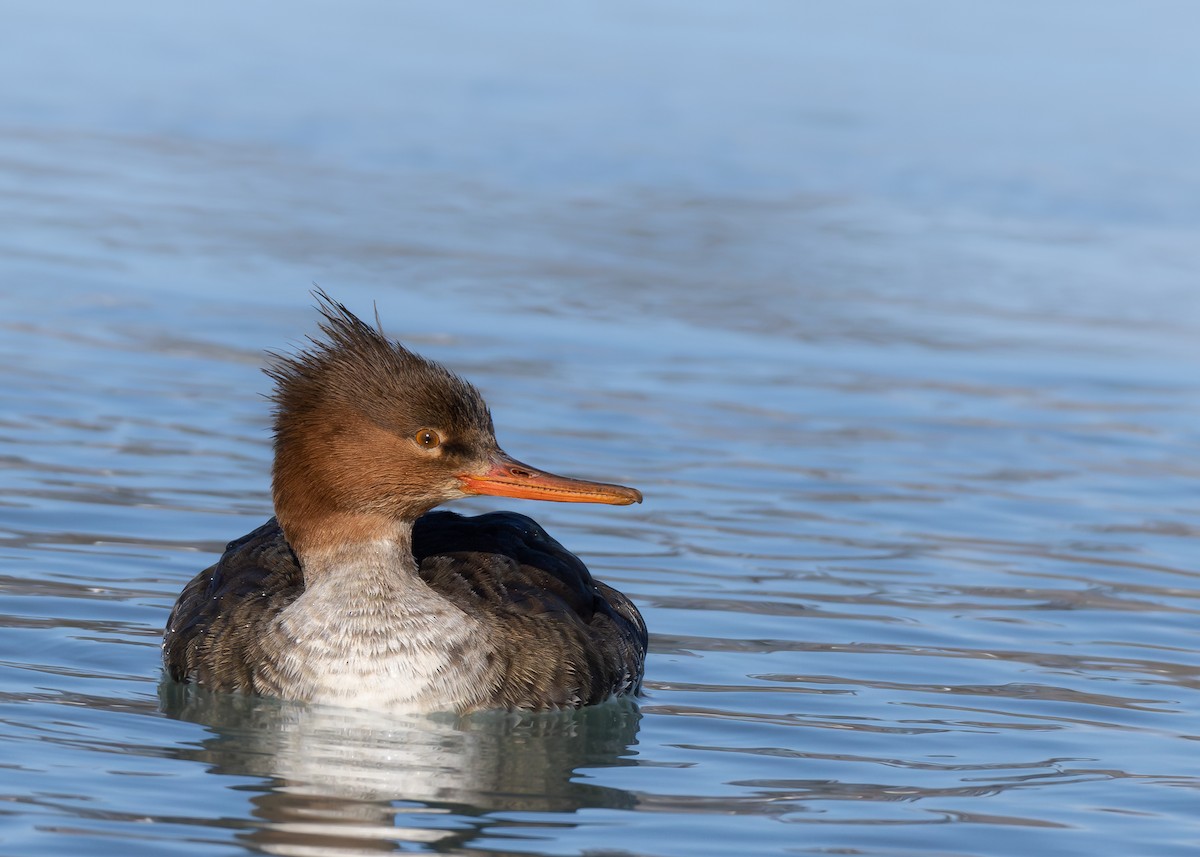 מרגון בינוני - ML650444529