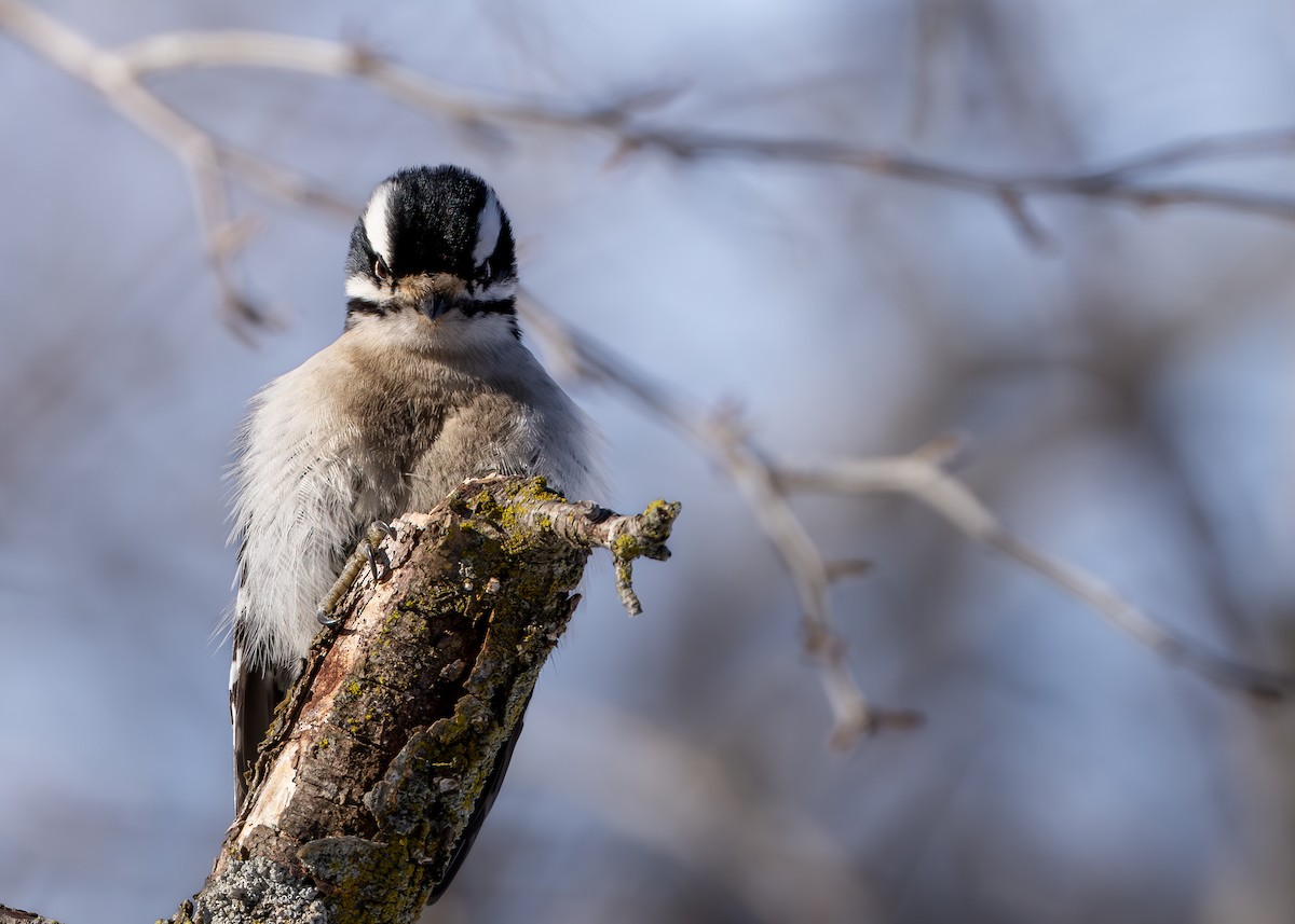 Downy Woodpecker - ML650444541