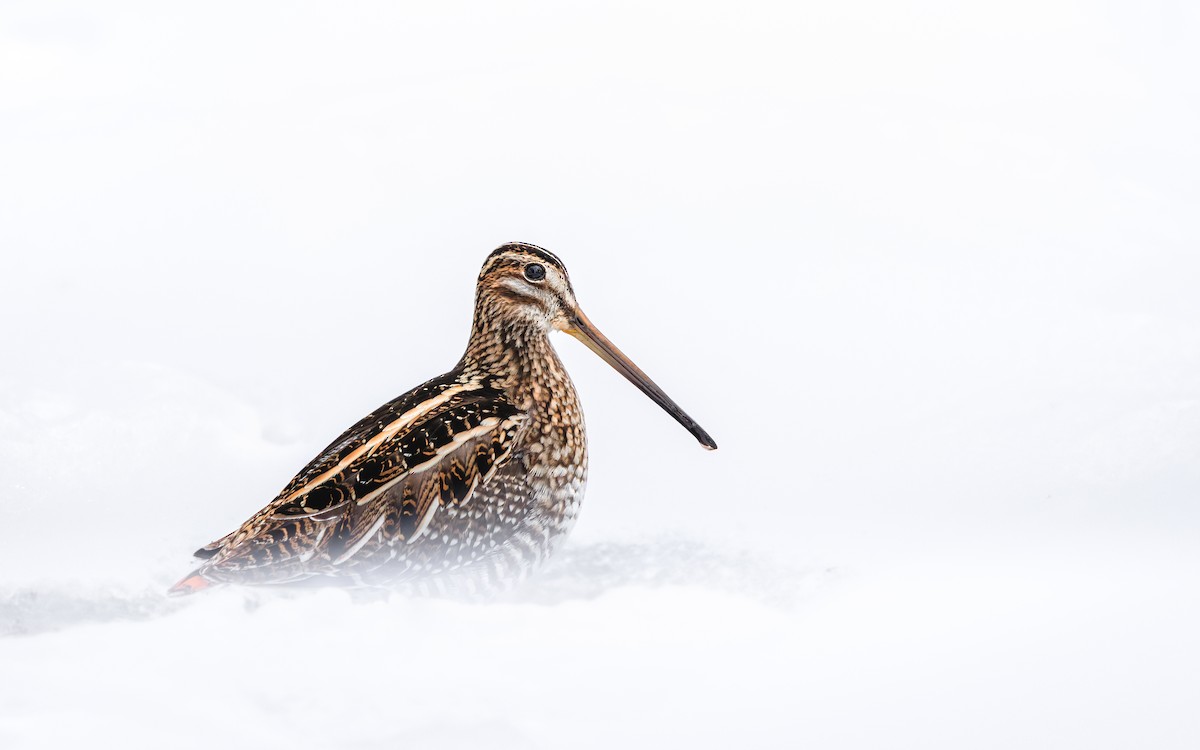 Wilson's Snipe - ML650444544