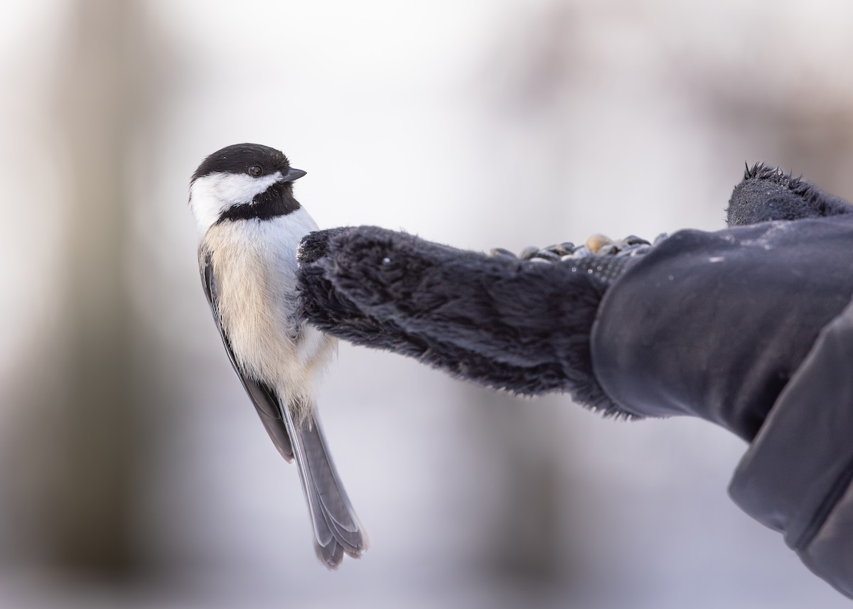 Black-capped Chickadee - ML650444549
