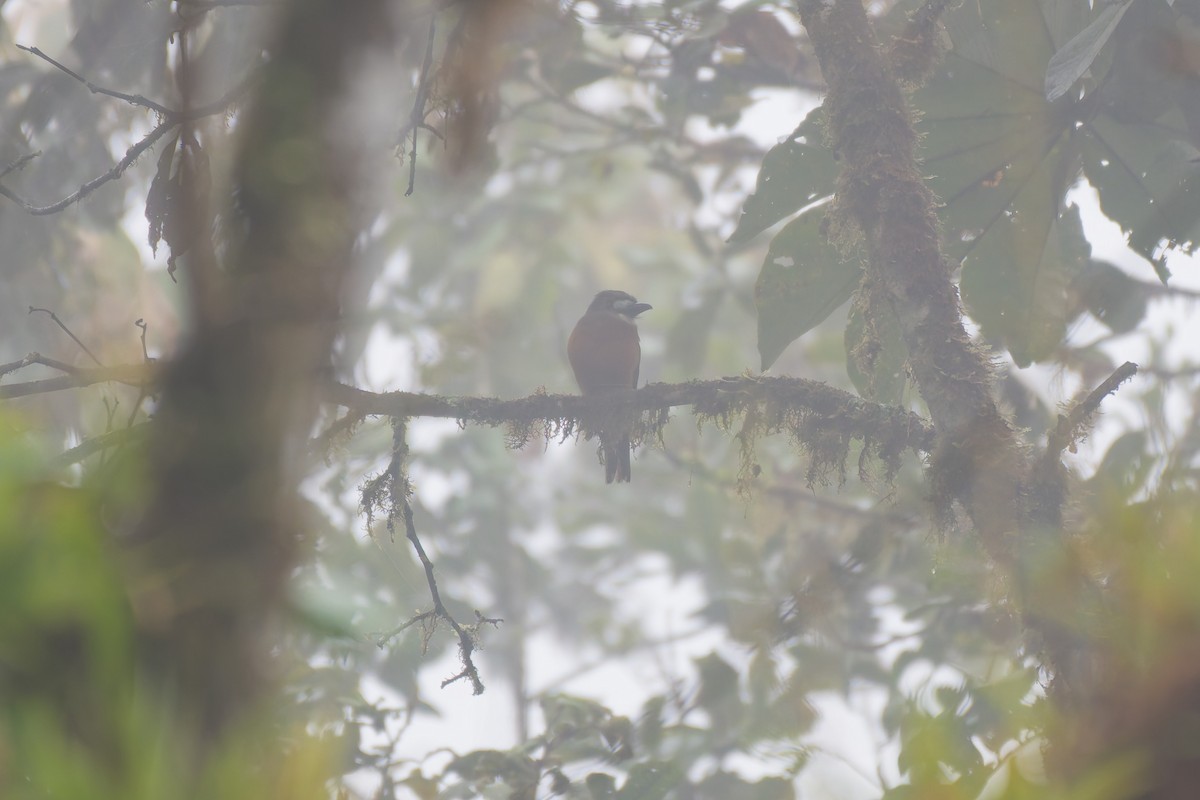 Buco Cariblanco - ML650444574