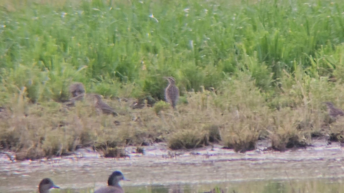 Western Meadowlark - ML650444892