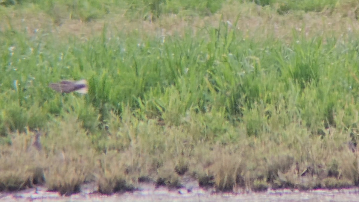 Western Meadowlark - ML650444893