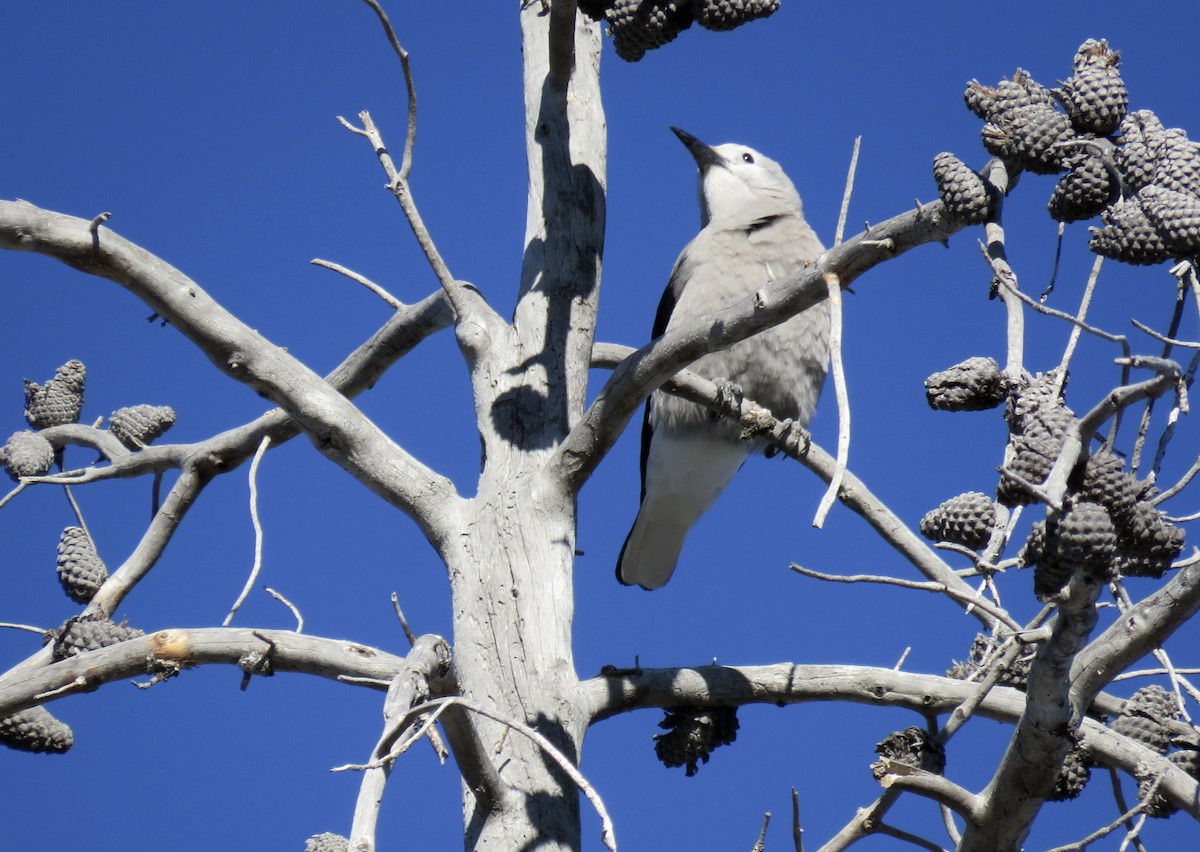 Clark's Nutcracker - ML650444930