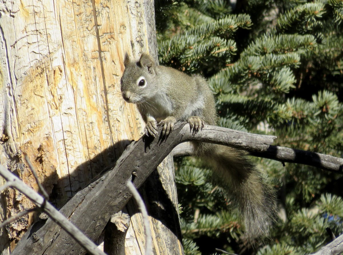 Scoiattolo rosso americano - ML650444945