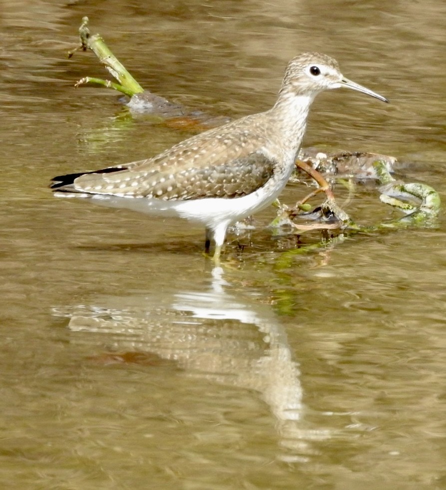 Einsiedelwasserläufer - ML650444967