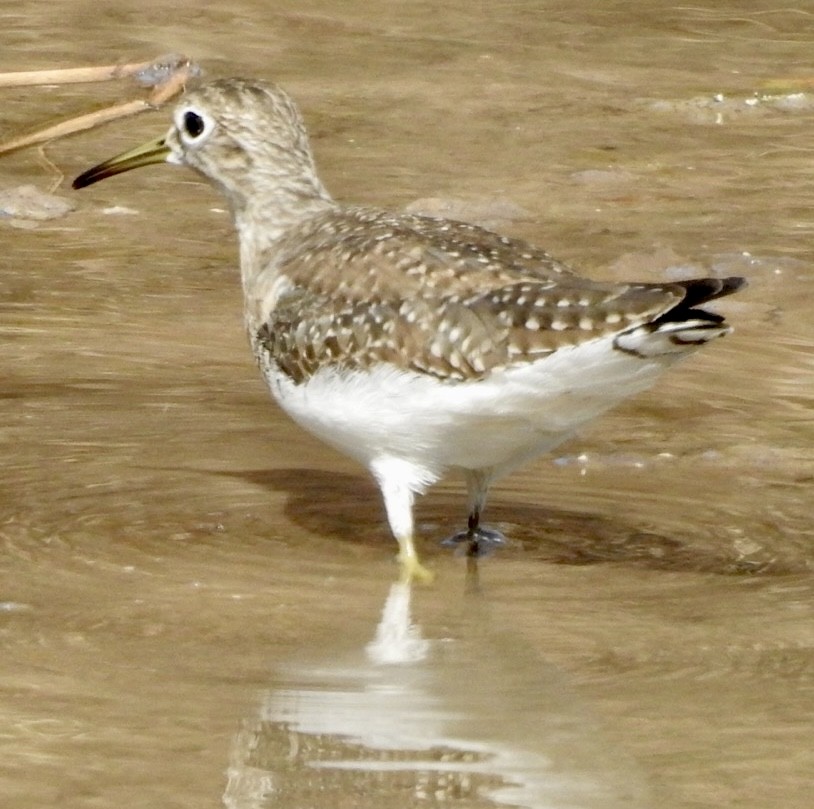 Einsiedelwasserläufer - ML650444968