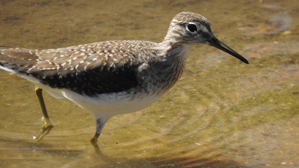 Einsiedelwasserläufer - ML650444969