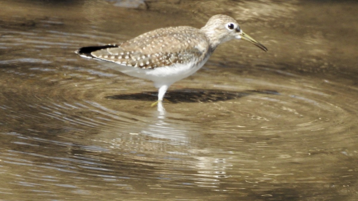 Einsiedelwasserläufer - ML650444970