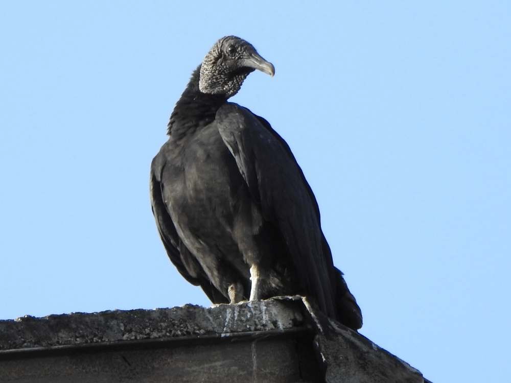 Чёрная катарта - ML650445019