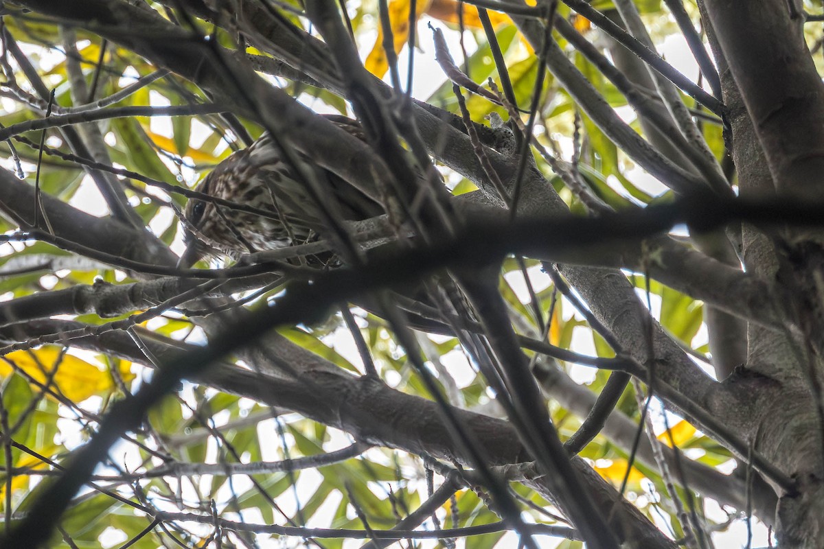 Длиннохвостый коэль - ML650445065