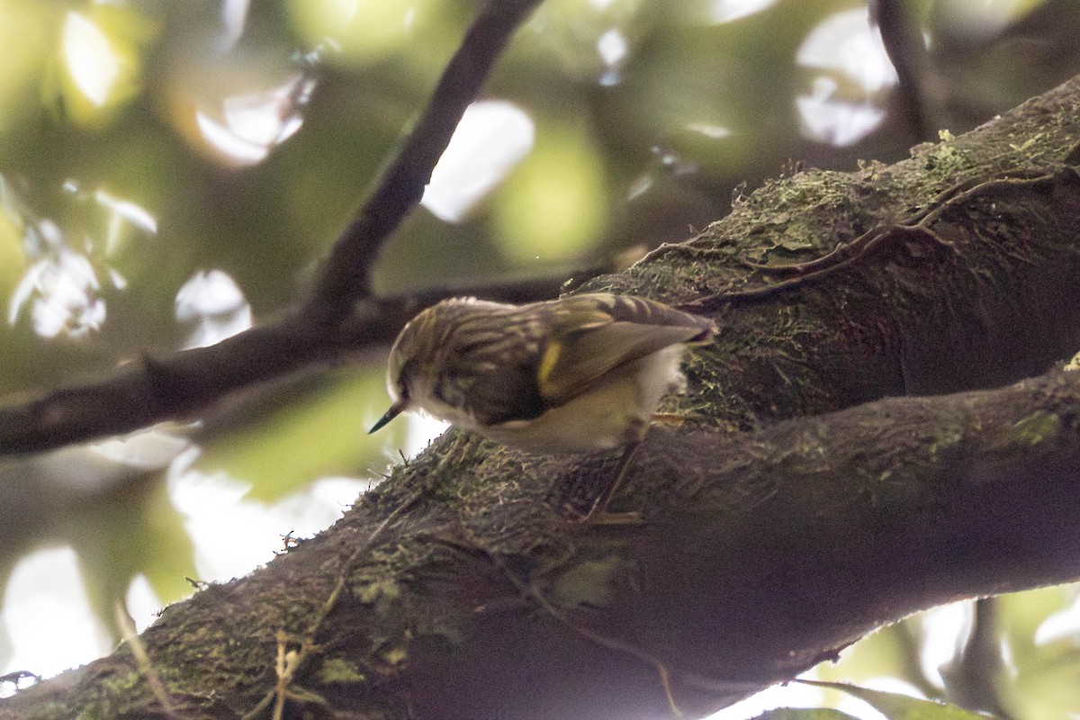 Зелёный стрелок - ML650445077