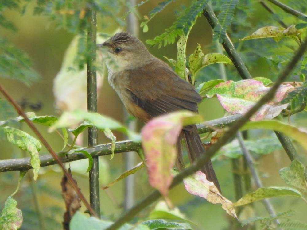 Plain Thornbird - ML650445088