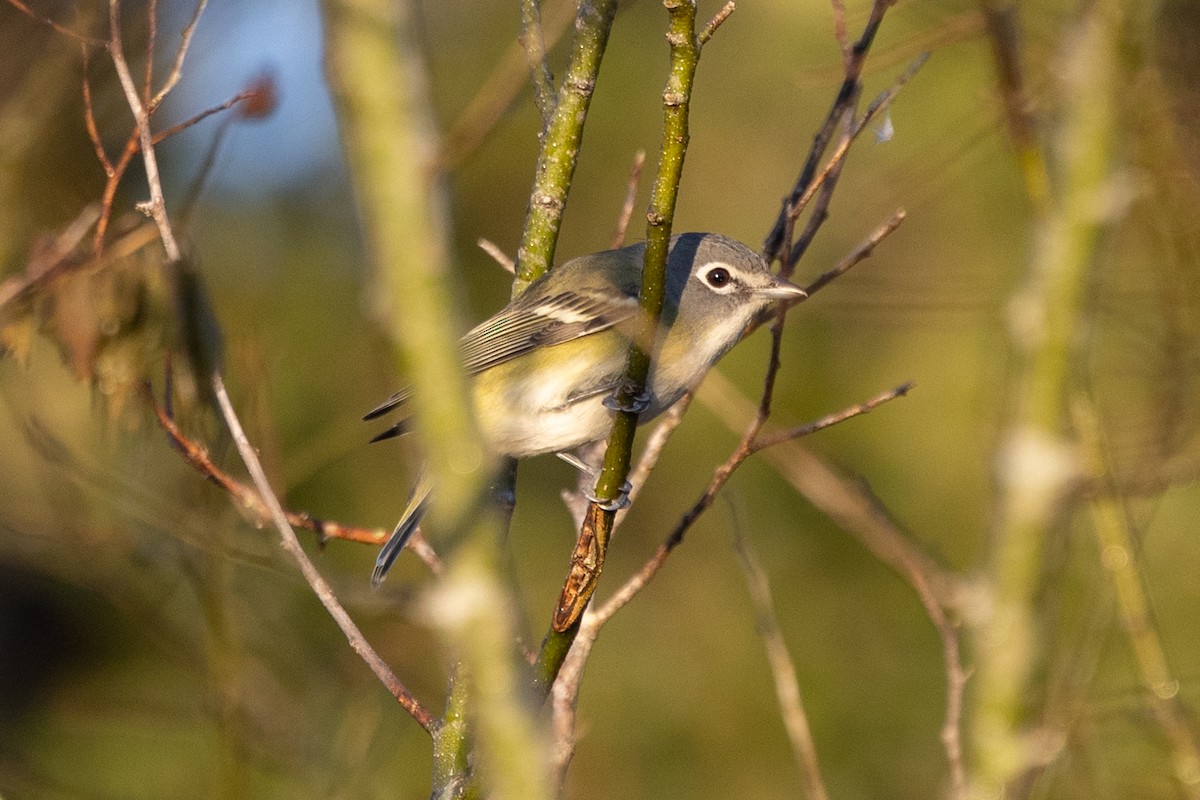 Blue-headed Vireo - ML650445262