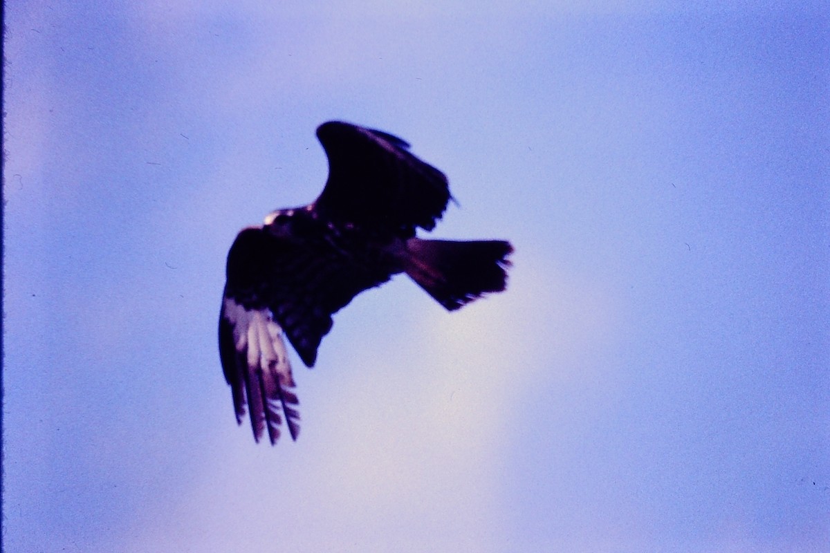 Snail Kite - ML650445452