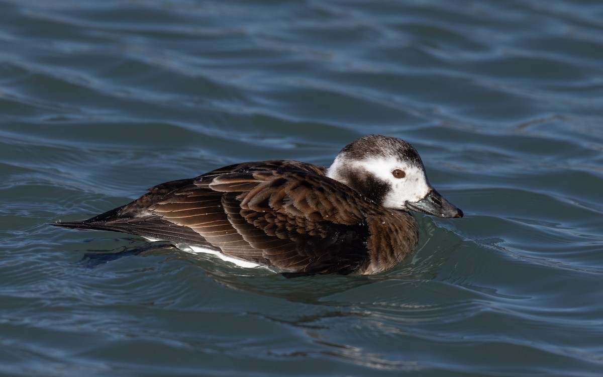 ברווז קרח - ML650445604