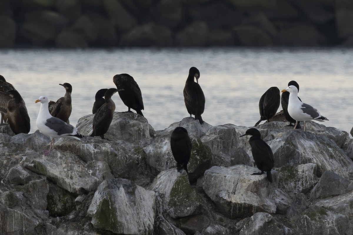 アメリカオオセグロカモメ - ML650445725