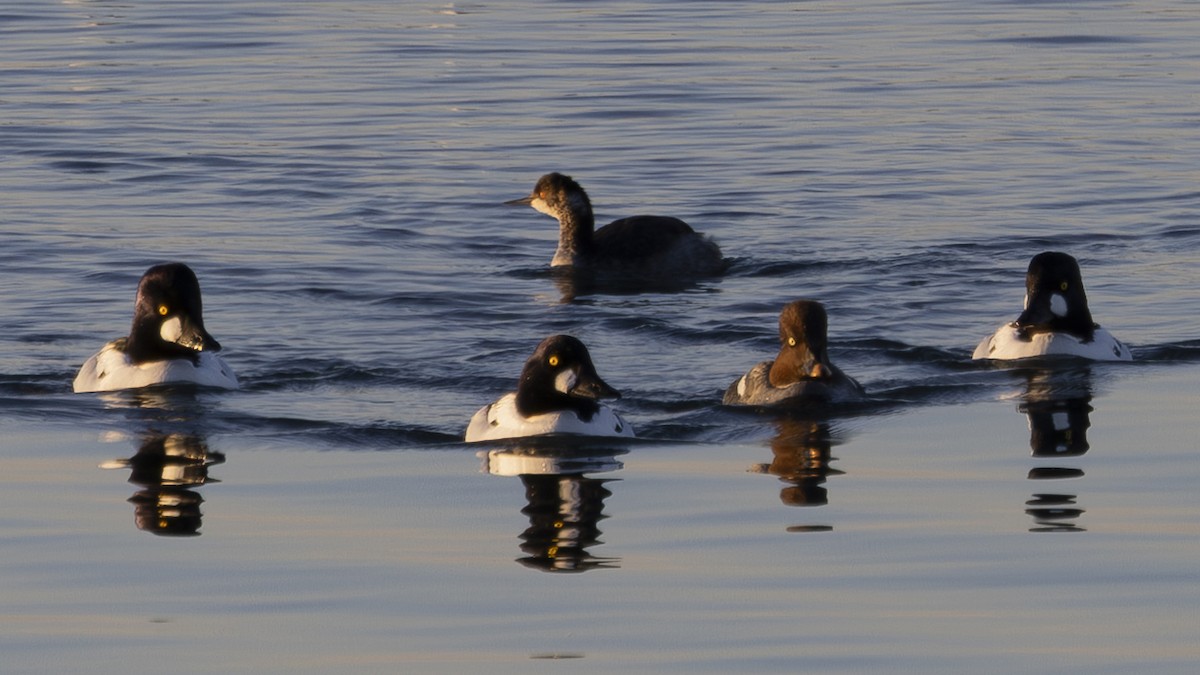 ハジロカイツブリ - ML650445769