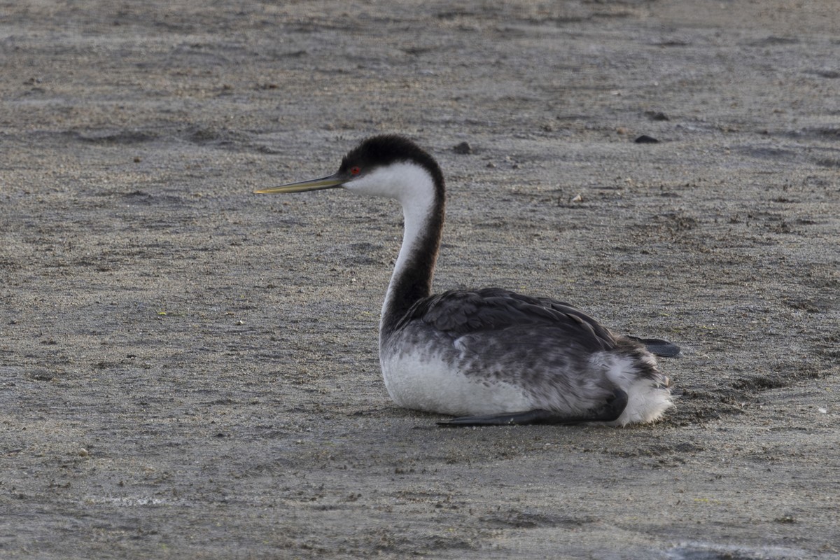 クビナガカイツブリ - ML650445779
