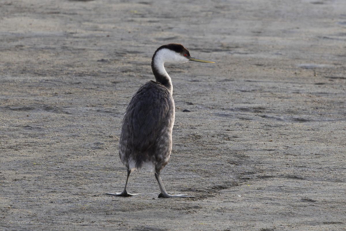 クビナガカイツブリ - ML650445781
