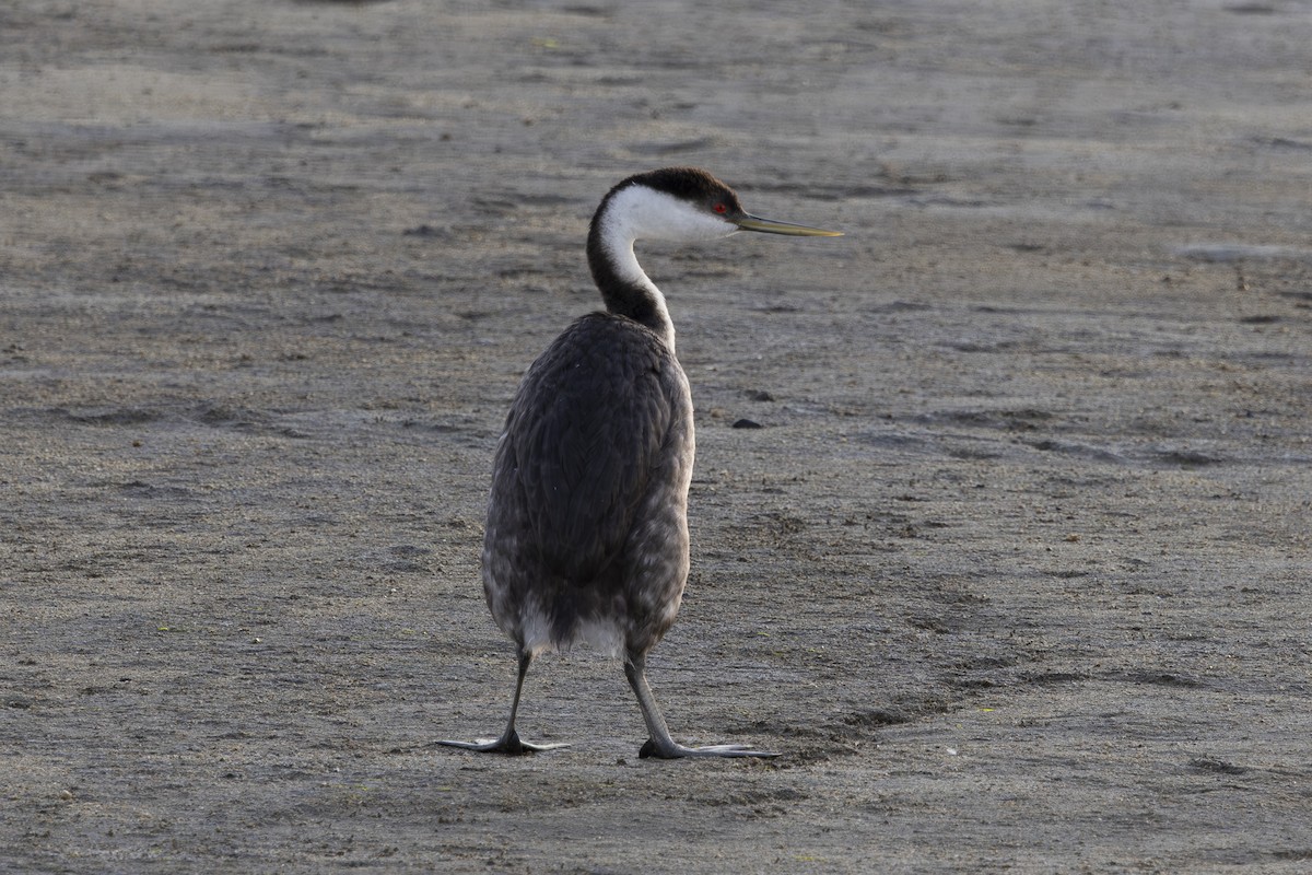 クビナガカイツブリ - ML650445782