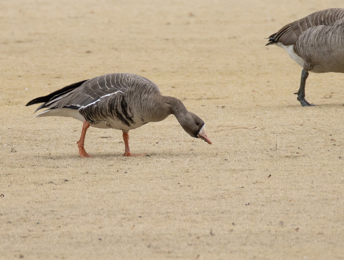 tundragås - ML650445787