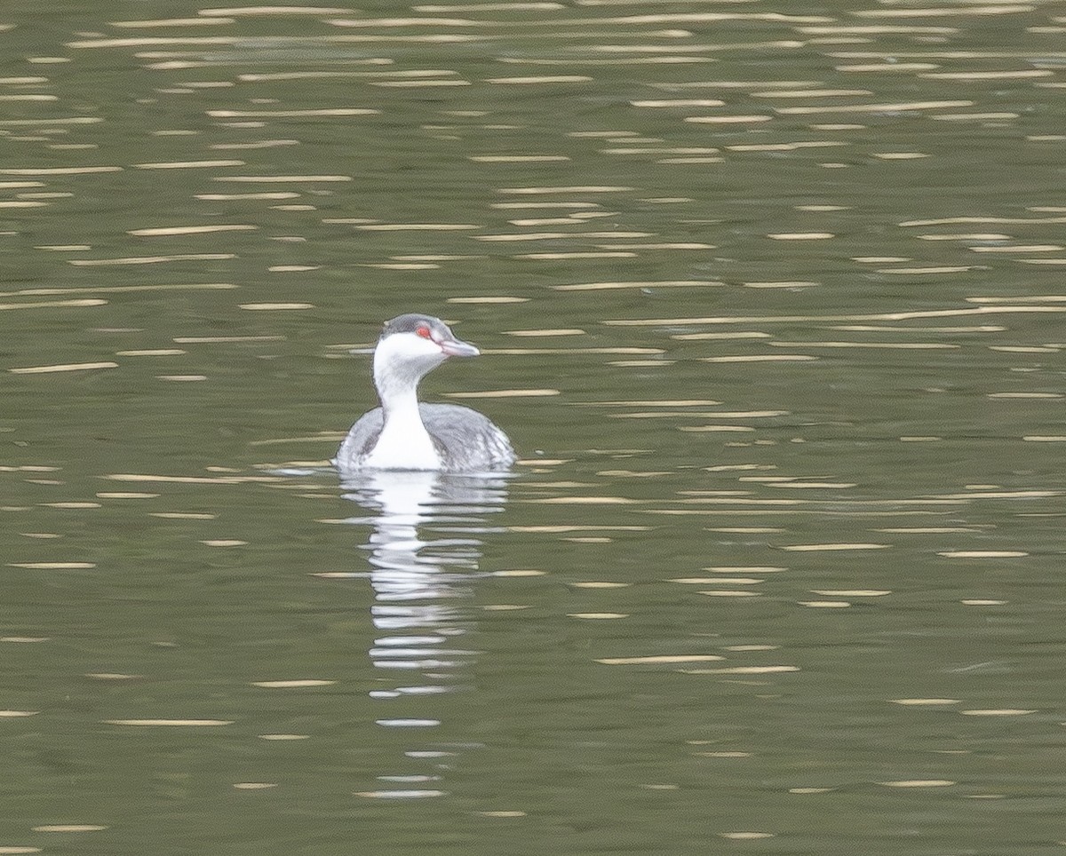 horndykker - ML650445791