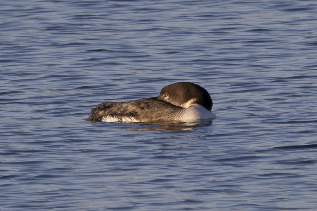 ハシグロアビ - ML650445804